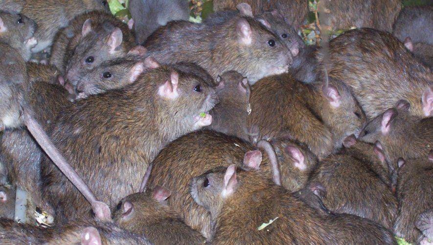 plusieurs souris