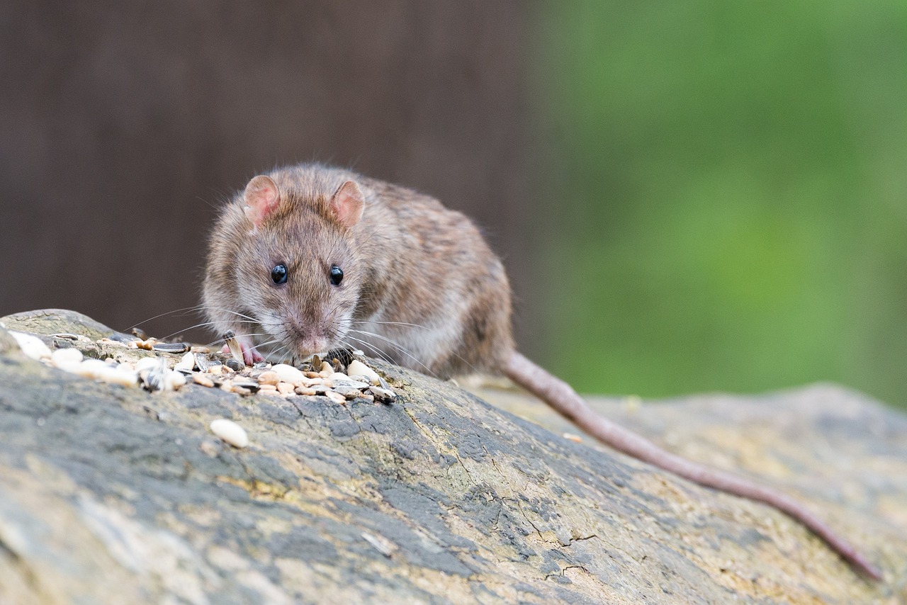 souris