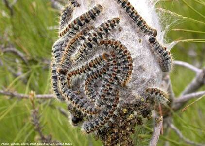 grosses chenilles