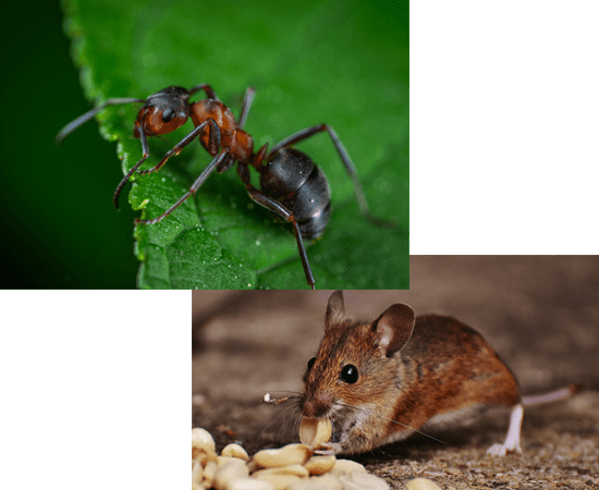 Photo de fourmis et souris