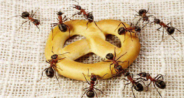 Photo de fourmis qui mangent un Bretzel