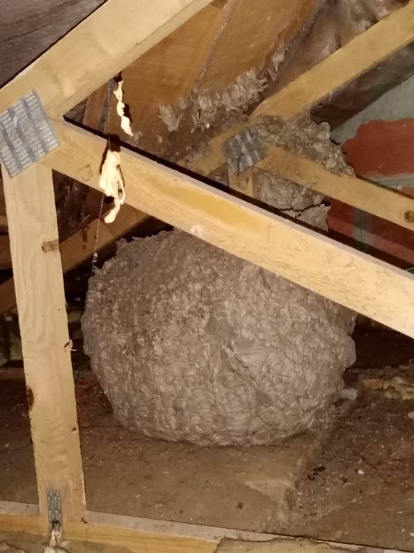gros nid dans un garage