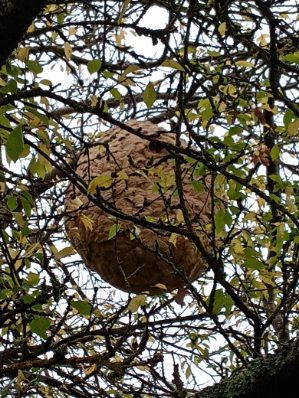 nid dans un arbre